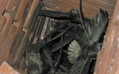 Animal nest removal from chimney, in Dousman, WI.